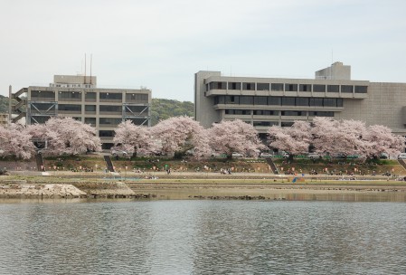 対岸から見る桜は珍しいです